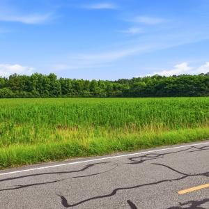 Photo #3 of Lot 7 Point Caswell Road, Willard, NC 11.0 acres