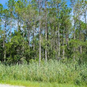 Photo #16 of 4.57 Acres Meekins, Bayboro, NC 4.6 acres