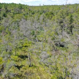 Photo #13 of 4.57 Acres Meekins, Bayboro, NC 4.6 acres