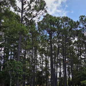 Photo #15 of 3451 Haskell, Southport, NC 0.4 acres