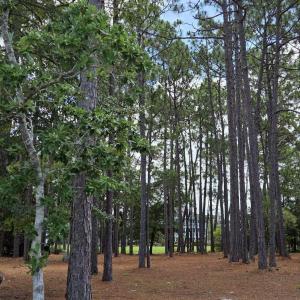 Photo #20 of 3451 Haskell, Southport, NC 0.4 acres