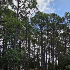 Photo #15 of 3451 Haskell, Southport, NC 0.4 acres