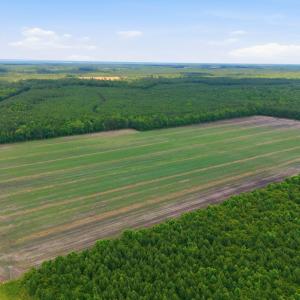 Photo #3 of N/A Florence, Merritt, NC 95.9 acres