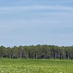 Photo #2 of Lot 3 Us 17, Washington, NC 23.1 acres