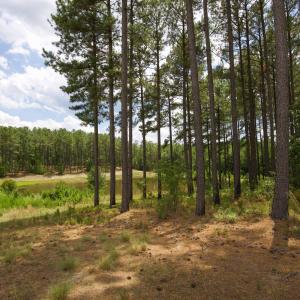 Photo #23 of 220 Justin, Foxfire Village, NC 10.4 acres