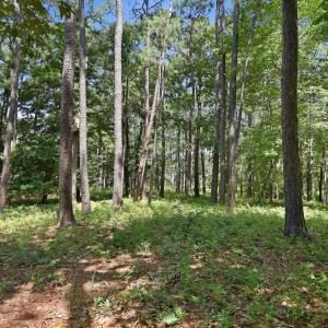 Photo #9 of 123 White Swan, Swansboro, NC 1.6 acres