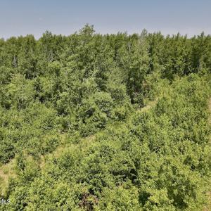 Photo #15 of Guinea Mill, Ernul, NC 34.9 acres