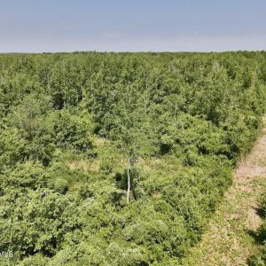 Photo #17 of Guinea Mill, Ernul, NC 34.9 acres