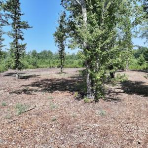 Photo #29 of Guinea Mill, Ernul, NC 34.9 acres