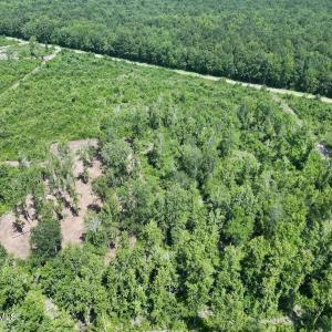 Photo #21 of Guinea Mill, Ernul, NC 34.9 acres