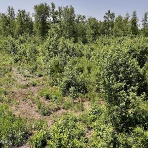 Photo #26 of Guinea Mill, Ernul, NC 34.9 acres