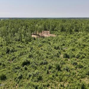 Photo #27 of Guinea Mill, Ernul, NC 34.9 acres
