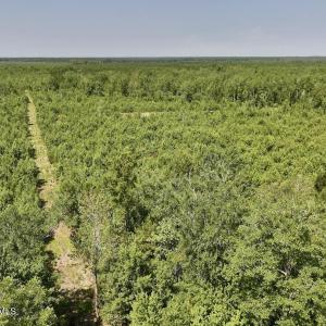Photo #14 of Guinea Mill, Ernul, NC 34.9 acres