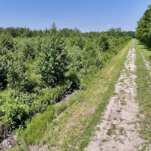Photo #25 of Guinea Mill, Ernul, NC 34.9 acres