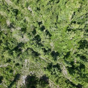 Photo #20 of Guinea Mill, Ernul, NC 34.9 acres