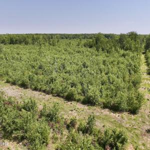 Photo #12 of Guinea Mill, Ernul, NC 34.9 acres