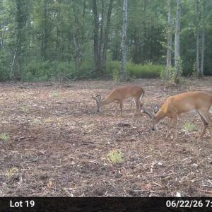 Photo #4 of Guinea Mill, Ernul, NC 34.9 acres