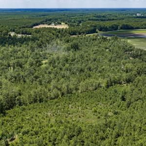 Photo #21 of Clarks Landing, Rocky Point, NC 52.0 acres