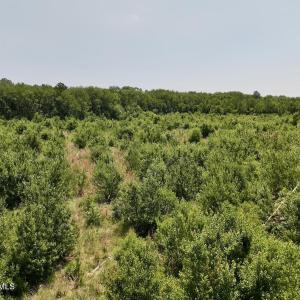 Photo #13 of 28 Guinea Mill, Ernul, NC 34.3 acres
