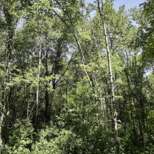 Photo #3 of 28 Guinea Mill, Ernul, NC 34.3 acres