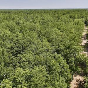 Photo #22 of 29 Guinea Mill, Ernul, NC 35.7 acres