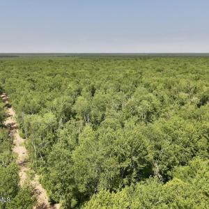 Photo #15 of 29 Guinea Mill, Ernul, NC 35.7 acres