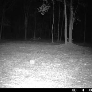 Photo #26 of 29 Guinea Mill, Ernul, NC 35.7 acres