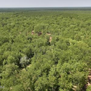 Photo #19 of 29 Guinea Mill, Ernul, NC 35.7 acres