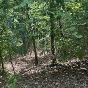 Photo #3 of Tbd Boling, Southern Pines, NC 60.0 acres