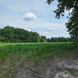 Photo #10 of 1817 Off S/, Chinquapin, NC 52.2 acres