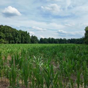 Photo #9 of 1817 Off S/, Chinquapin, NC 52.2 acres