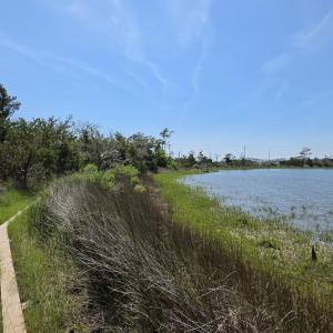 Photo #15 of 213 Hwy 70 Otway, Beaufort, NC 14.6 acres