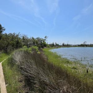 Photo #15 of 213 Hwy 70 Otway, Beaufort, NC 14.6 acres