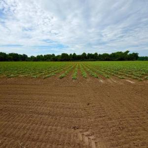 Photo #1 of 478 Davis Mill, Fremont, NC 73.4 acres