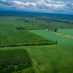 Photo #12 of 1601 Hills Neck, Ernul, NC 238.0 acres