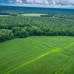 Photo #26 of 1601 Hills Neck, Ernul, NC 238.0 acres