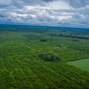 Photo #14 of 1601 Hills Neck, Ernul, NC 238.0 acres