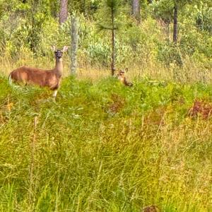 Photo #2 of 8027 Funston, Winnabow, NC 5.0 acres