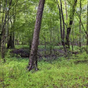 Photo #16 of 857 Mill River, Jacksonville, NC 11.1 acres