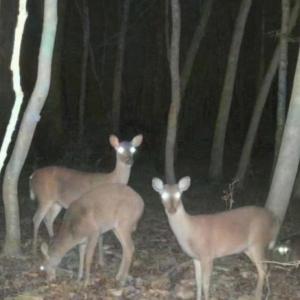 Photo #6 of 857 Mill River, Jacksonville, NC 11.1 acres