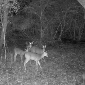 Photo #8 of 857 Mill River, Jacksonville, NC 11.1 acres