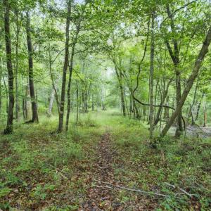 Photo #21 of 857 Mill River, Jacksonville, NC 11.1 acres