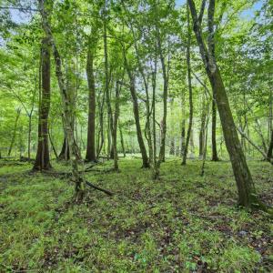 Photo #20 of 857 Mill River, Jacksonville, NC 11.1 acres