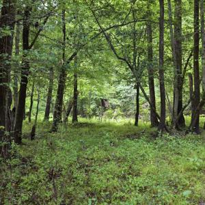 Photo #18 of 857 Mill River, Jacksonville, NC 11.1 acres