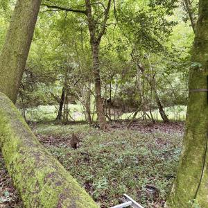 Photo #4 of 857 Mill River, Jacksonville, NC 11.1 acres