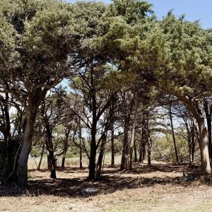 Photo #1 of Lots 9-11 Pelican, Oak Island, NC 0.8 acres