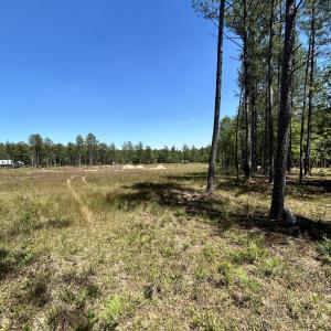 Photo #4 of 461 Lally, Aberdeen, NC 5.2 acres
