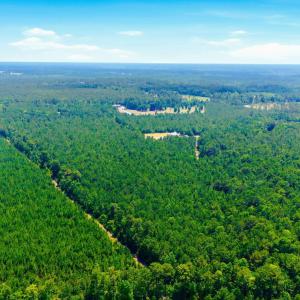 Photo #16 of 422 Benton, Bolivia, NC 18.4 acres
