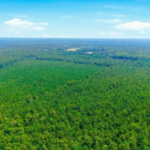 Photo #12 of 422 Benton, Bolivia, NC 18.4 acres