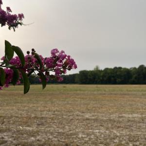 Photo #2 of 3091 Hudsons Crossroads, Greenville, NC 99.5 acres